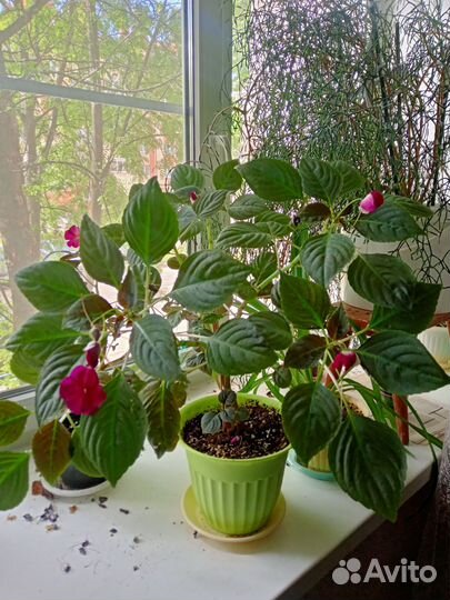 Бальзамин ванька мокрый