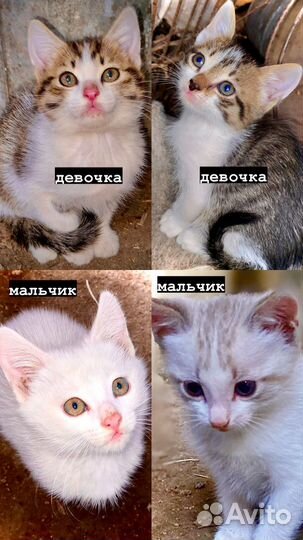 Котята в добрые руки