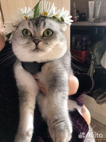 Шотландские