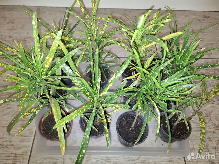 Кротон Пиктум спот