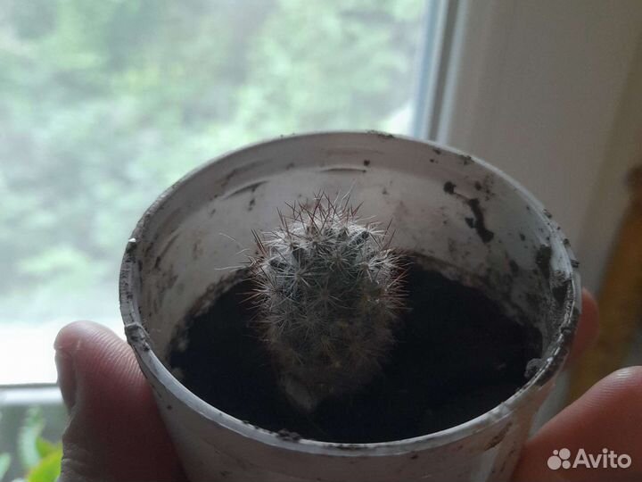 Фиалки каланхоэ кактус