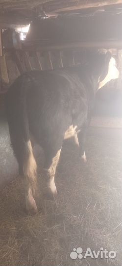 Корова телка