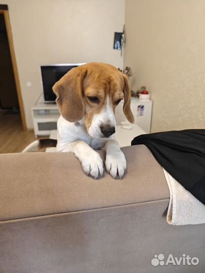 Передержка собак, выгул собак