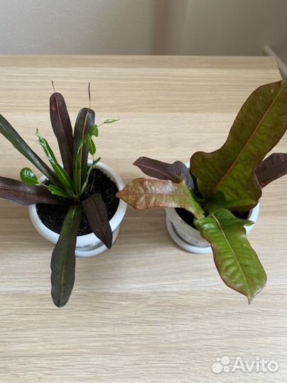 Комнатные растения