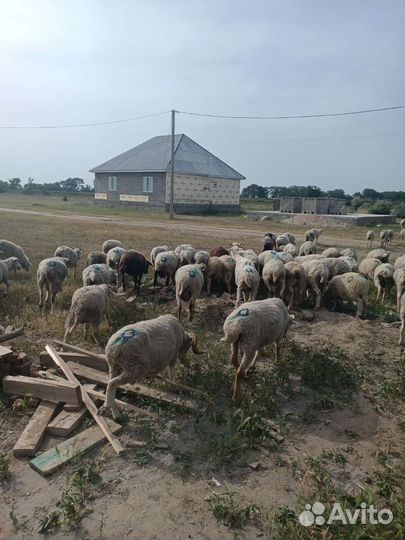 Овцы бараны