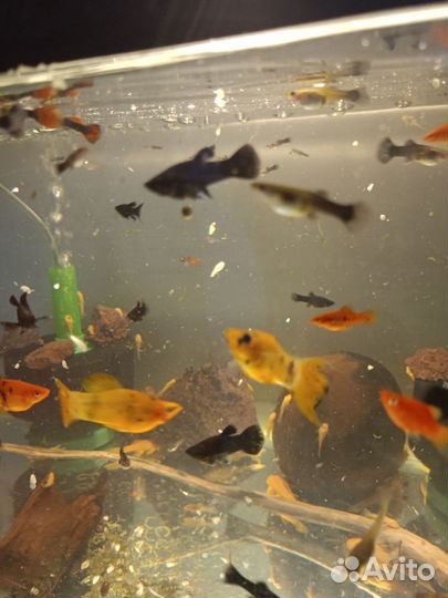 Сомики анциструсы, пецилии, моллинезии, гуппи