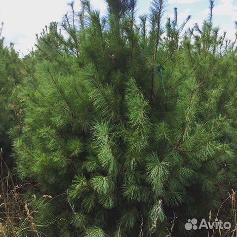 Сосна Веймутова