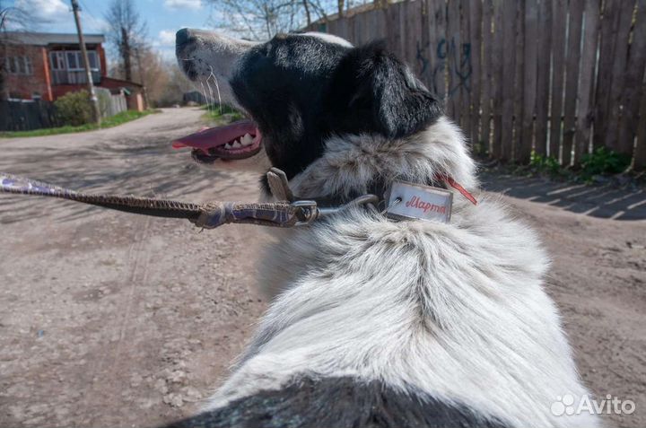 Собака 1 год в дар