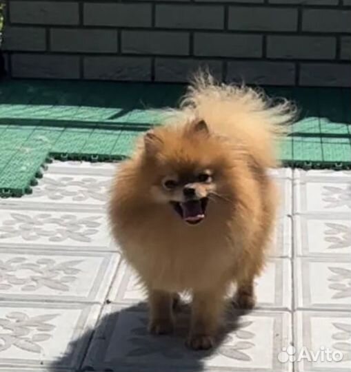 Девочка шпиц