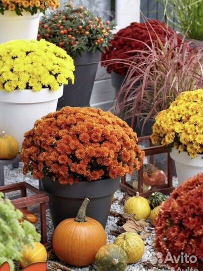 Хризантема шаровидная мультифлора