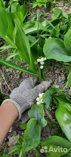 Ландыши ромашки