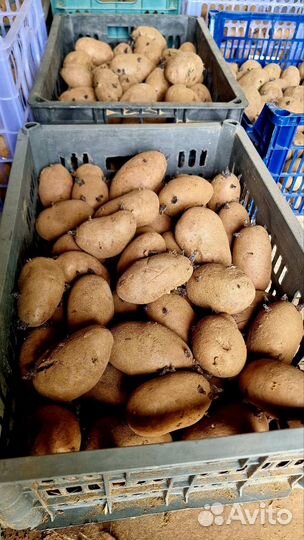 Картошка семенная, картошка на посадку