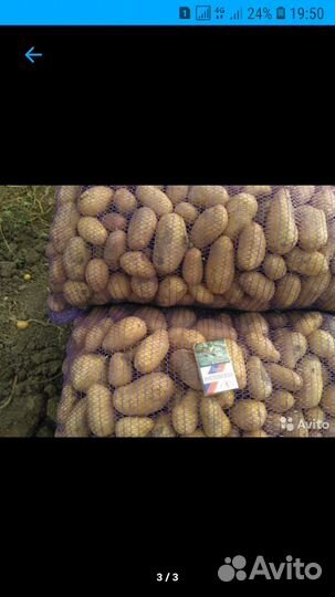 Картофель Голландка(настоящая)