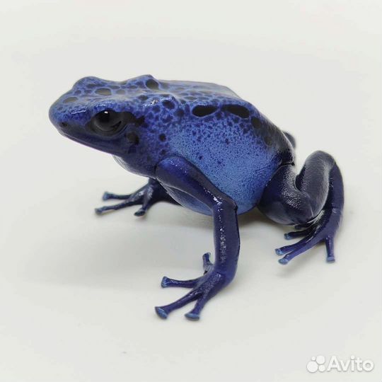 Лягушки