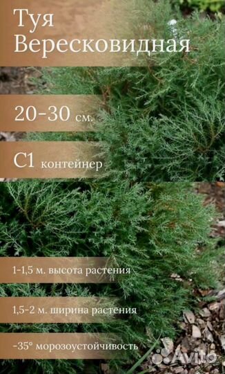 Туя вересковая