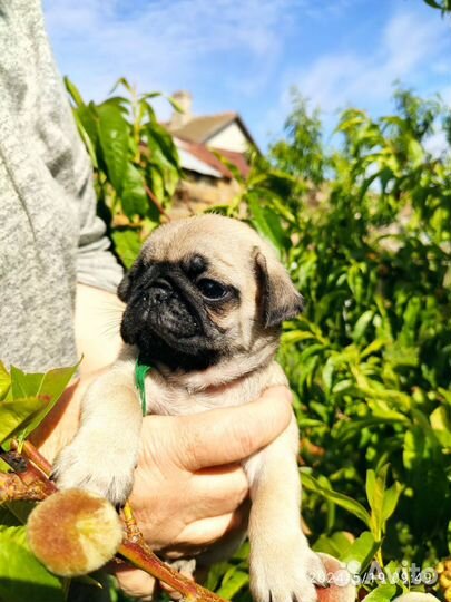 Щенки мопса