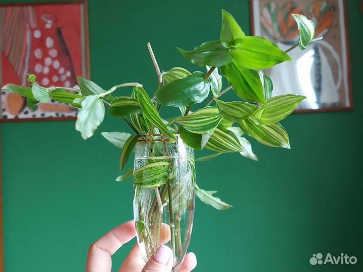 Черенки традесканции Yellow Hill