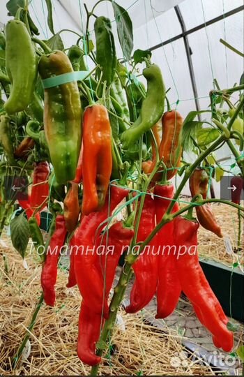 Рассада коллекционных перцев
