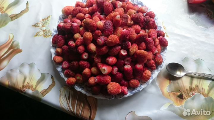 Саженцы клубники