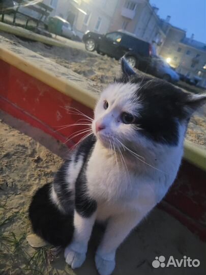 Кот