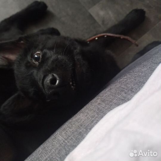Немецкая овчарка