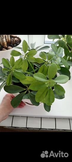 Комнатные цветы шефлера