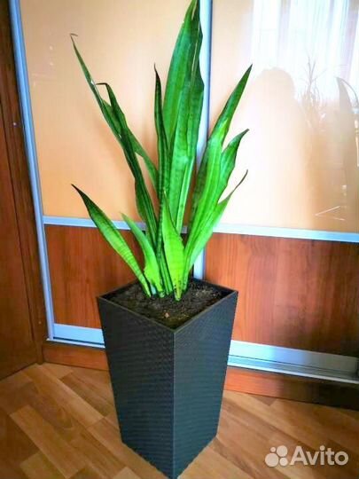 Сансевиерия в напольном горшке