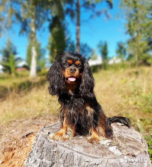 Малыши кавалер кинг чарльз спаниели