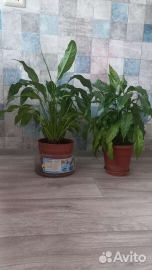 Спатифиллум. Женское счастье