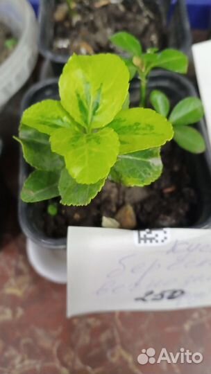 Бересклет форчуна