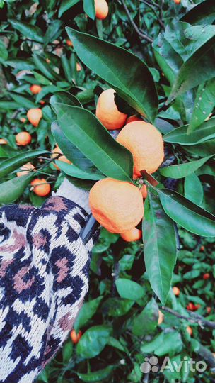 Мандариновый сок домашний