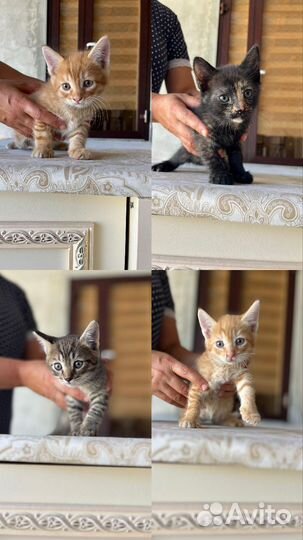 Котята в добрые руки 1 месяц