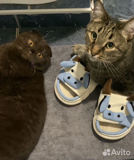 Отдам кота в добрые руки
