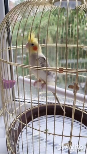 Попугай корелла мальчик