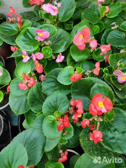 Пищевые цветы Бегония