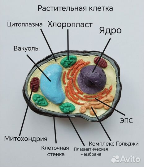 Модели всех типов клеток