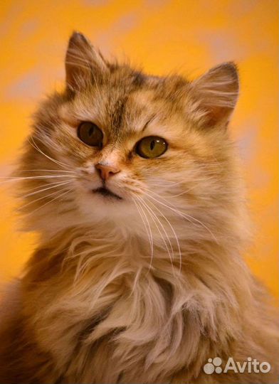 Кошка Лиза в добрые руки