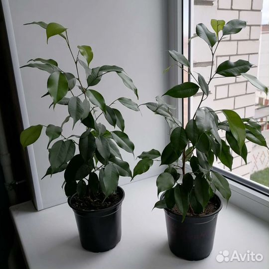 Фикус, сансевиерия, комнатные растения