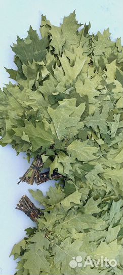 Веник дубовый канадский