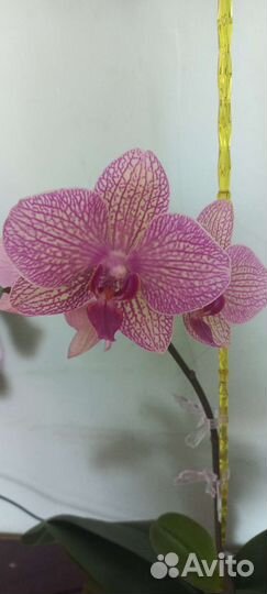 Орхидея фаленопсис