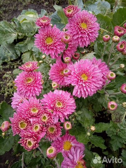 Молодые кустики хризантемы