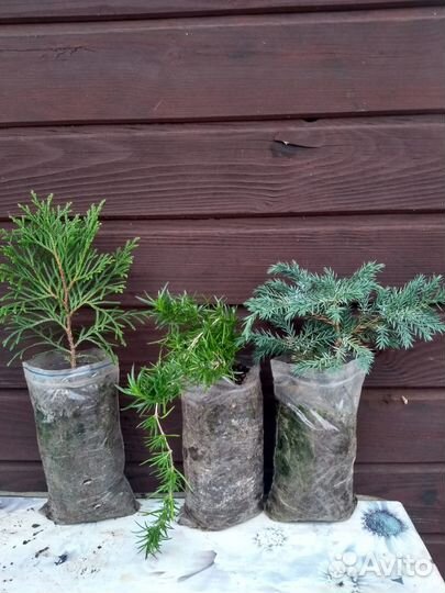 Саженцы с доставкой - alena.park