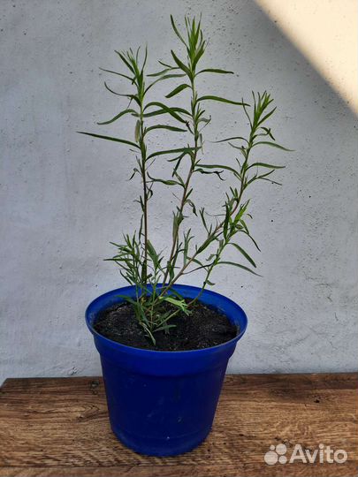 Эстрагон тархун