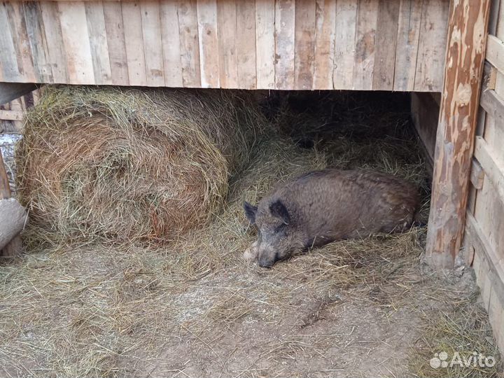 Кабаны вальерного содержания