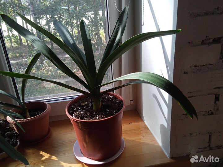 Кливия - зимнецветущее теневыносливое растение