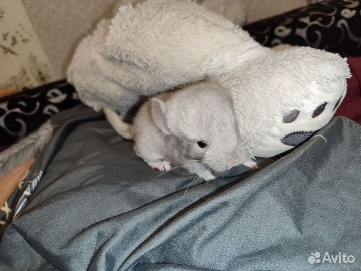 Шиншиллята шиншиллы гетеробежевая и стандарт