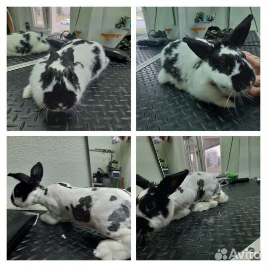 Зоопарикмахер