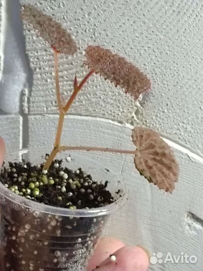 Бегония Baik, редкий природник