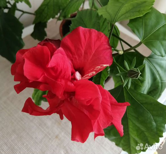 Гибискусы Китайская роза (много)