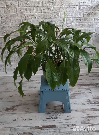 Спатифилум